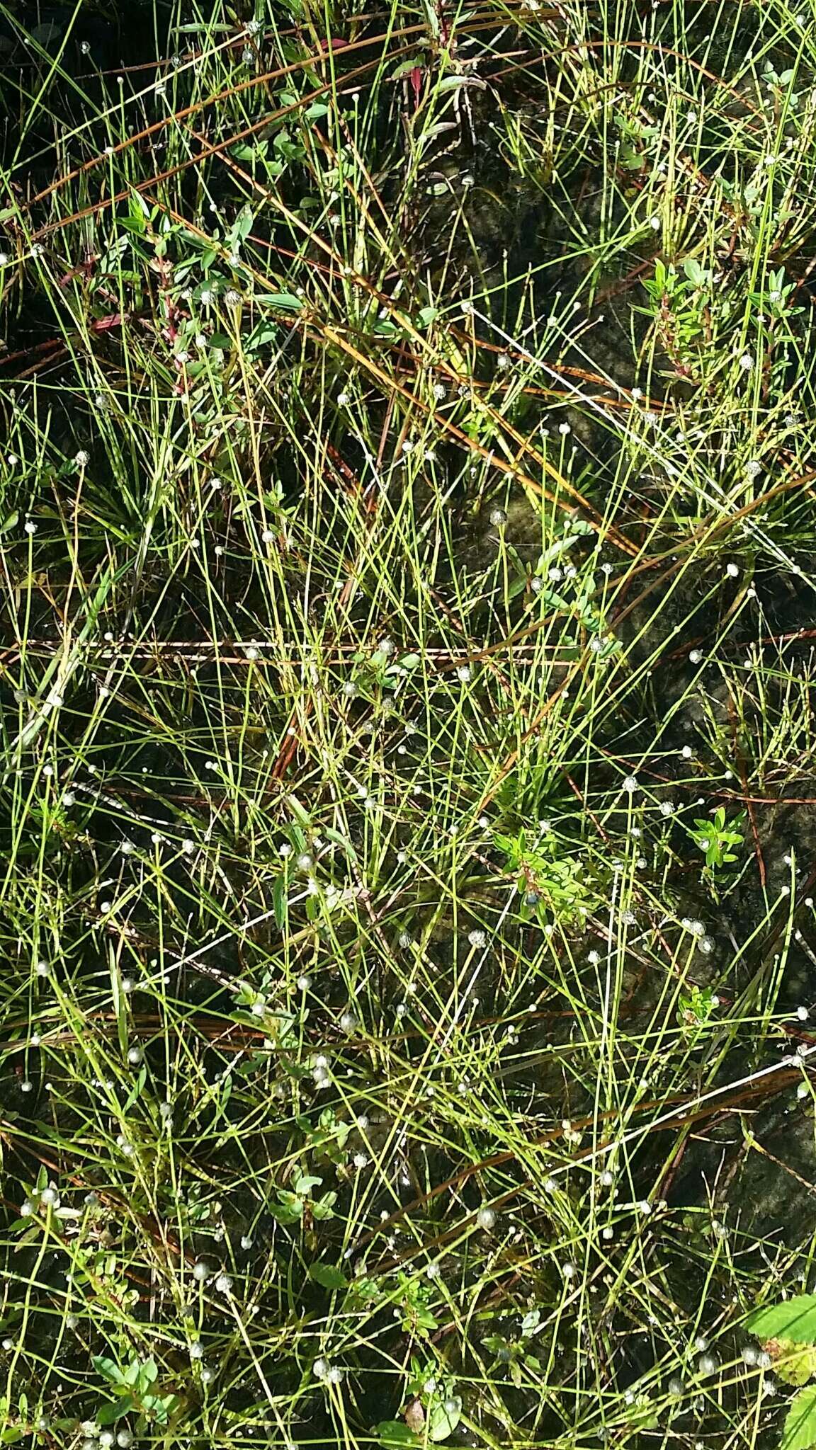 Image of Ravenel's Pipewort