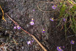 Image of Utricularia welwitschii Oliv.