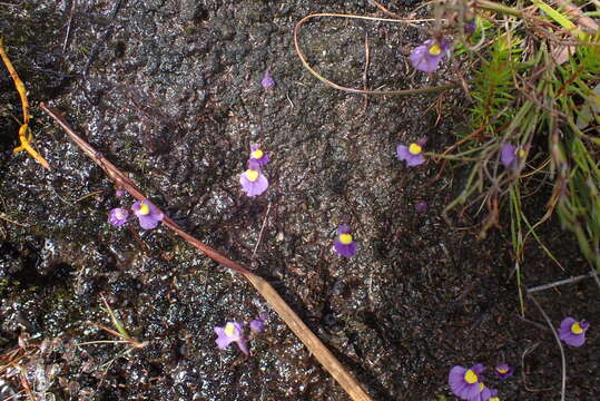 Image of Utricularia welwitschii Oliv.