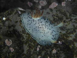 Image of Black and White Dorid