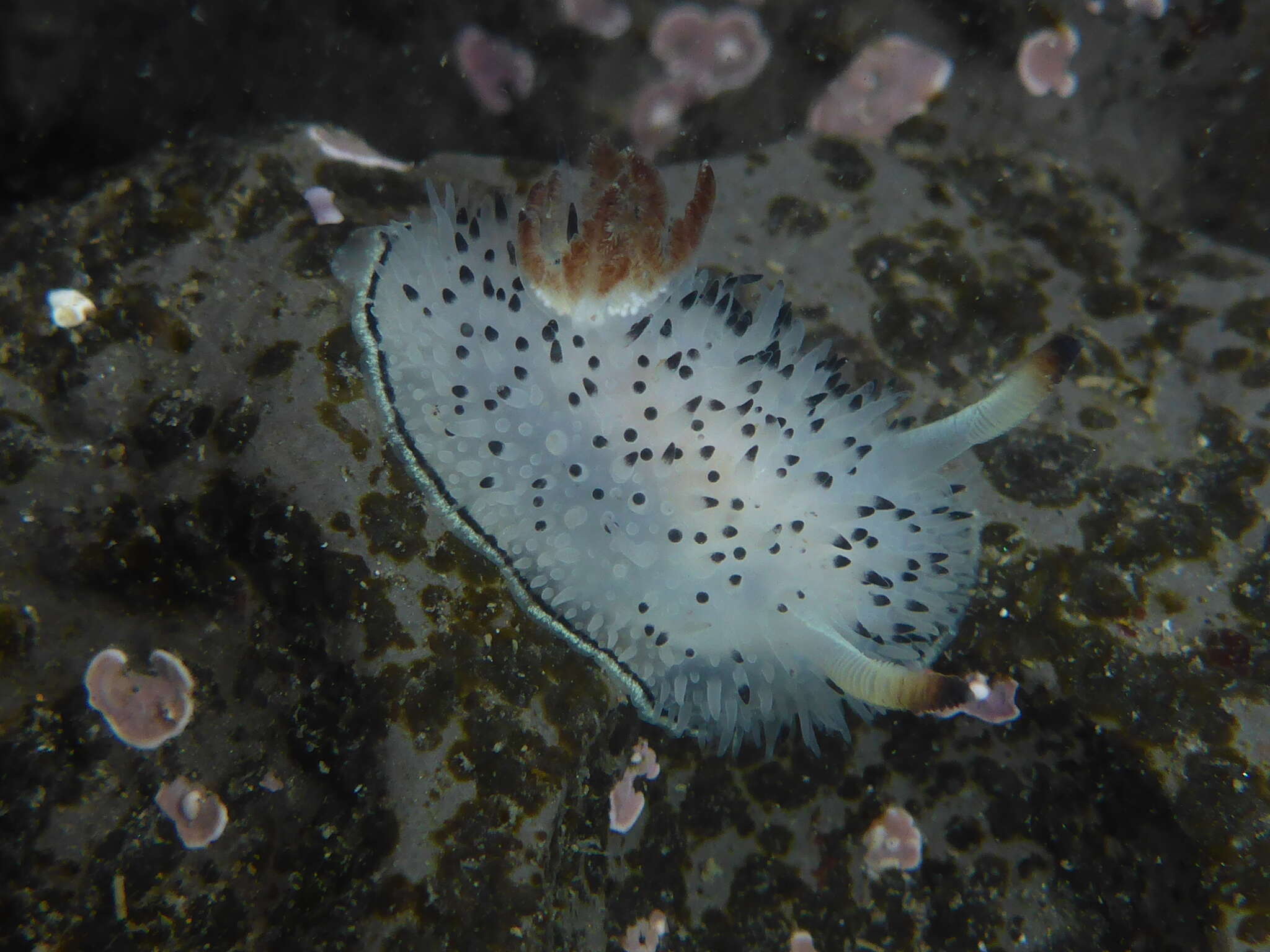 Image of Black and White Dorid