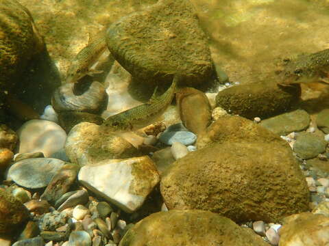 Image of Languedoc gudgeon