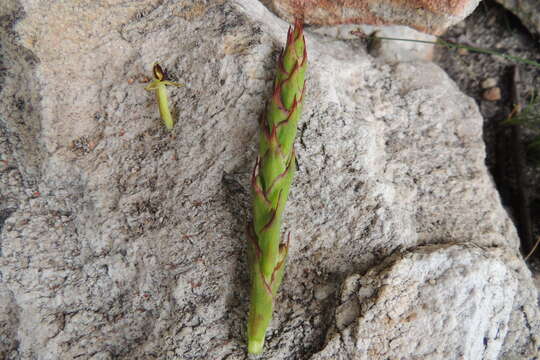 Disa rufescens (Thunb.) Sw. resmi