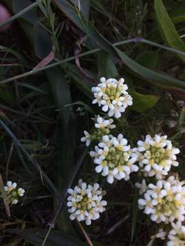 Image of San Francisco owl's-clover