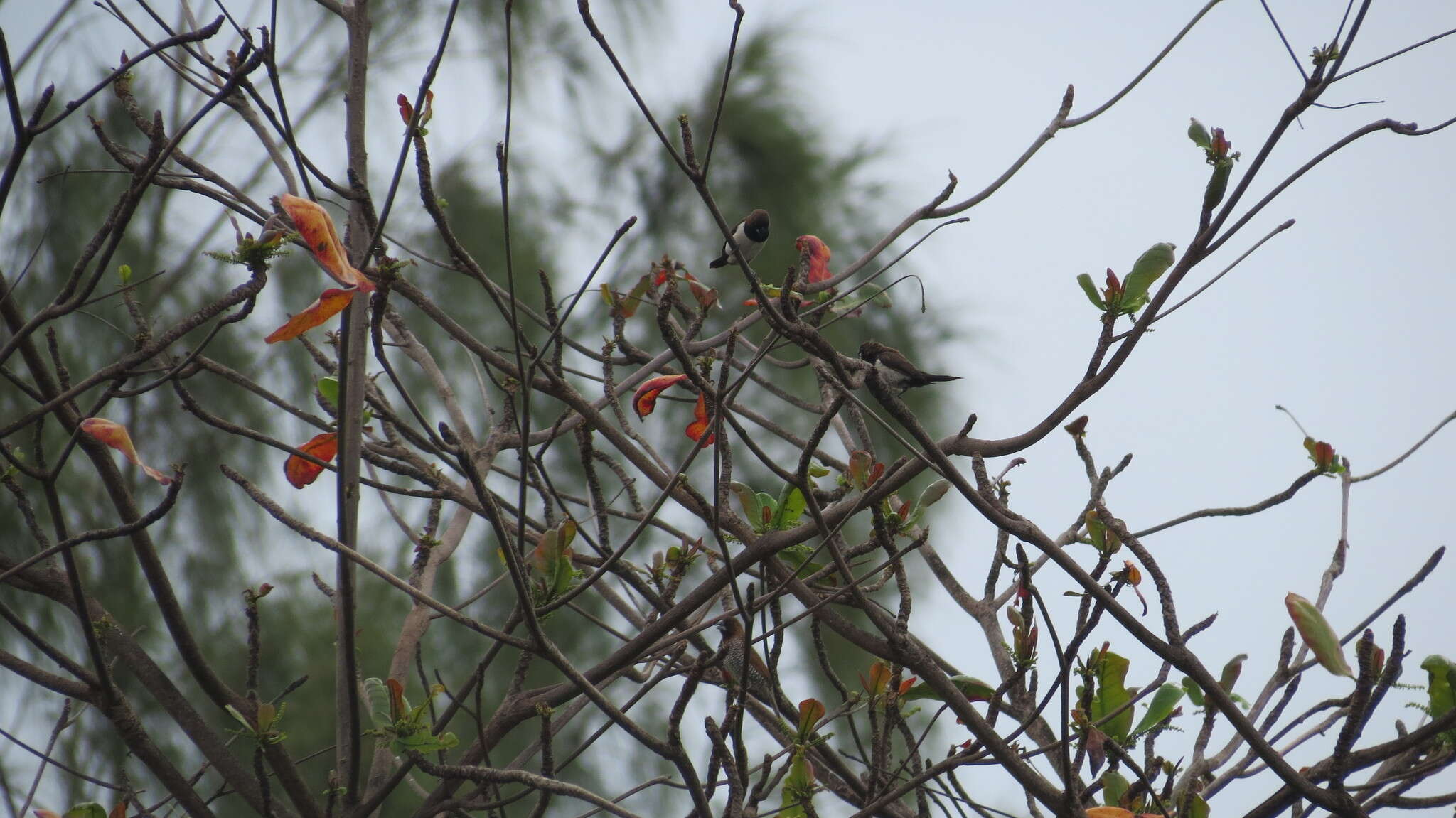 Imagem de Lonchura leucogastroides (Moore & F 1858)