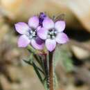 Image of Gilia laciniata Ruiz & Pav.