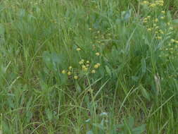 Image of barestem biscuitroot