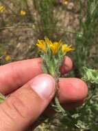 Image of Rutter's false goldenaster