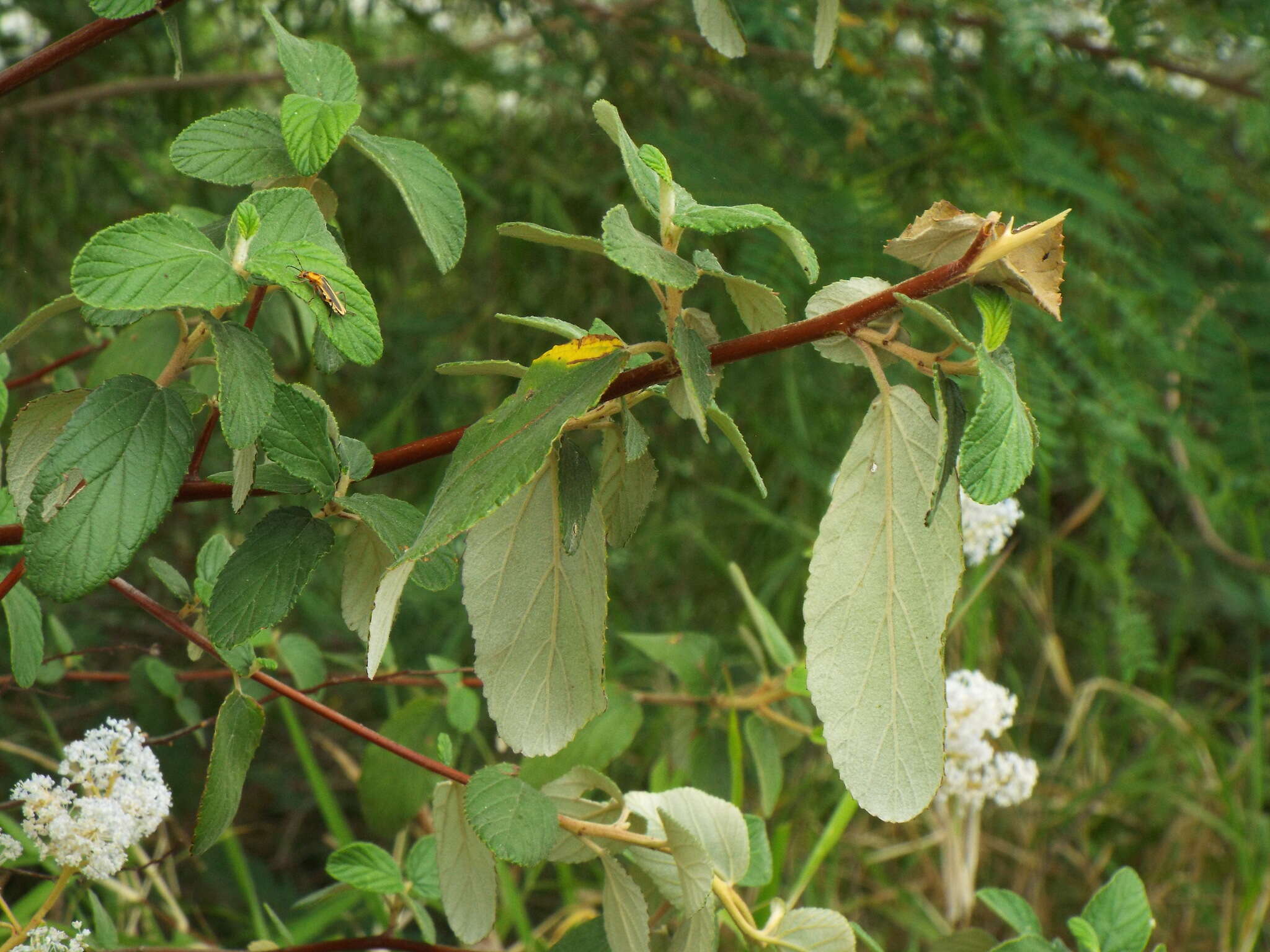 Image of Ceanothus caeruleus Lag.