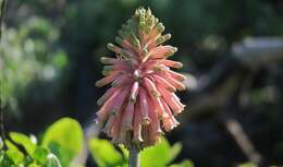 Sivun Veltheimia bracteata Harv. ex Baker kuva