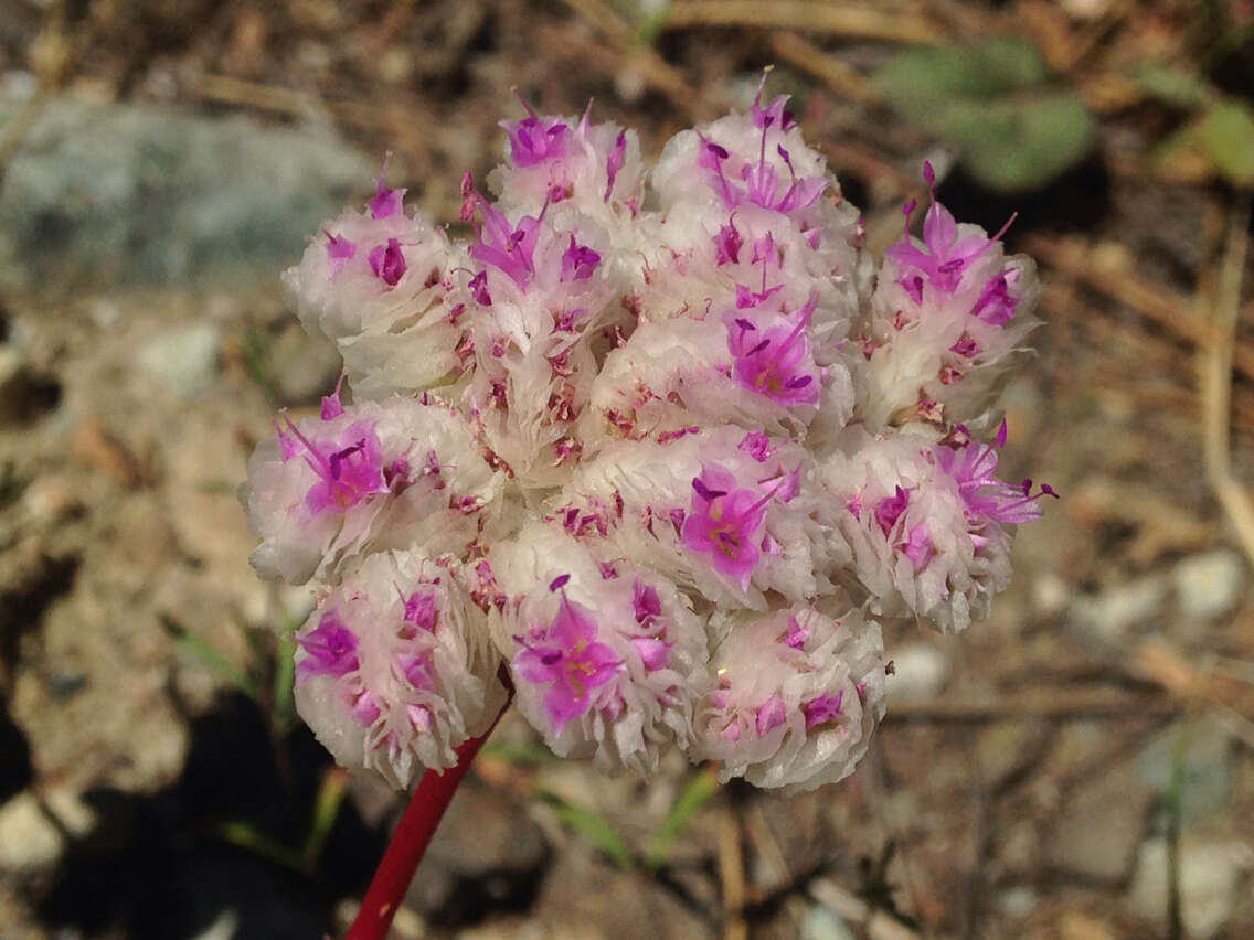 صورة Cistanthe monosperma (E. Greene) M. A. Hershkovitz