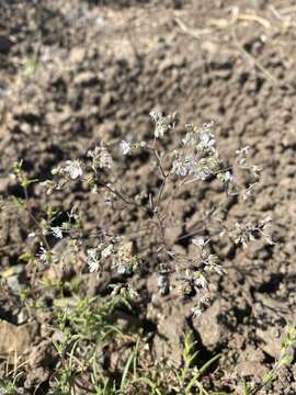 Image of Coast Range dwarf-flax