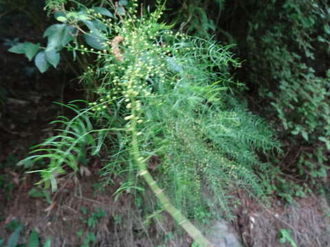 Image of Asparagus cochinchinensis (Lour.) Merr.