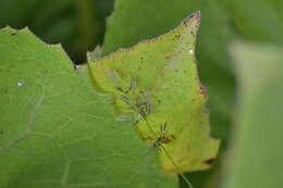 Image of marsh muhly