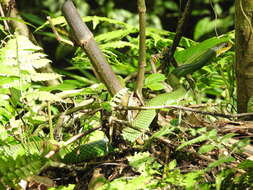 Image of Green Rat Snake