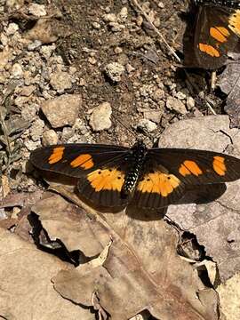 Image of Acraea vumbui