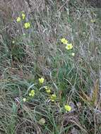 Image of sulphur cinquefoil