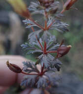 Image of Limnophila ceratophylloides (Hiern) Skan