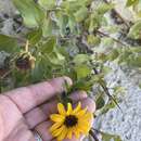 Image of cucumberleaf sunflower