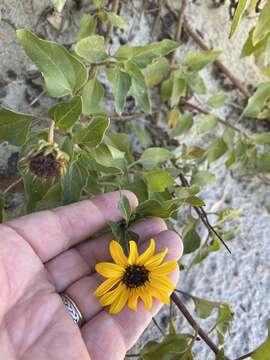 Image of cucumberleaf sunflower