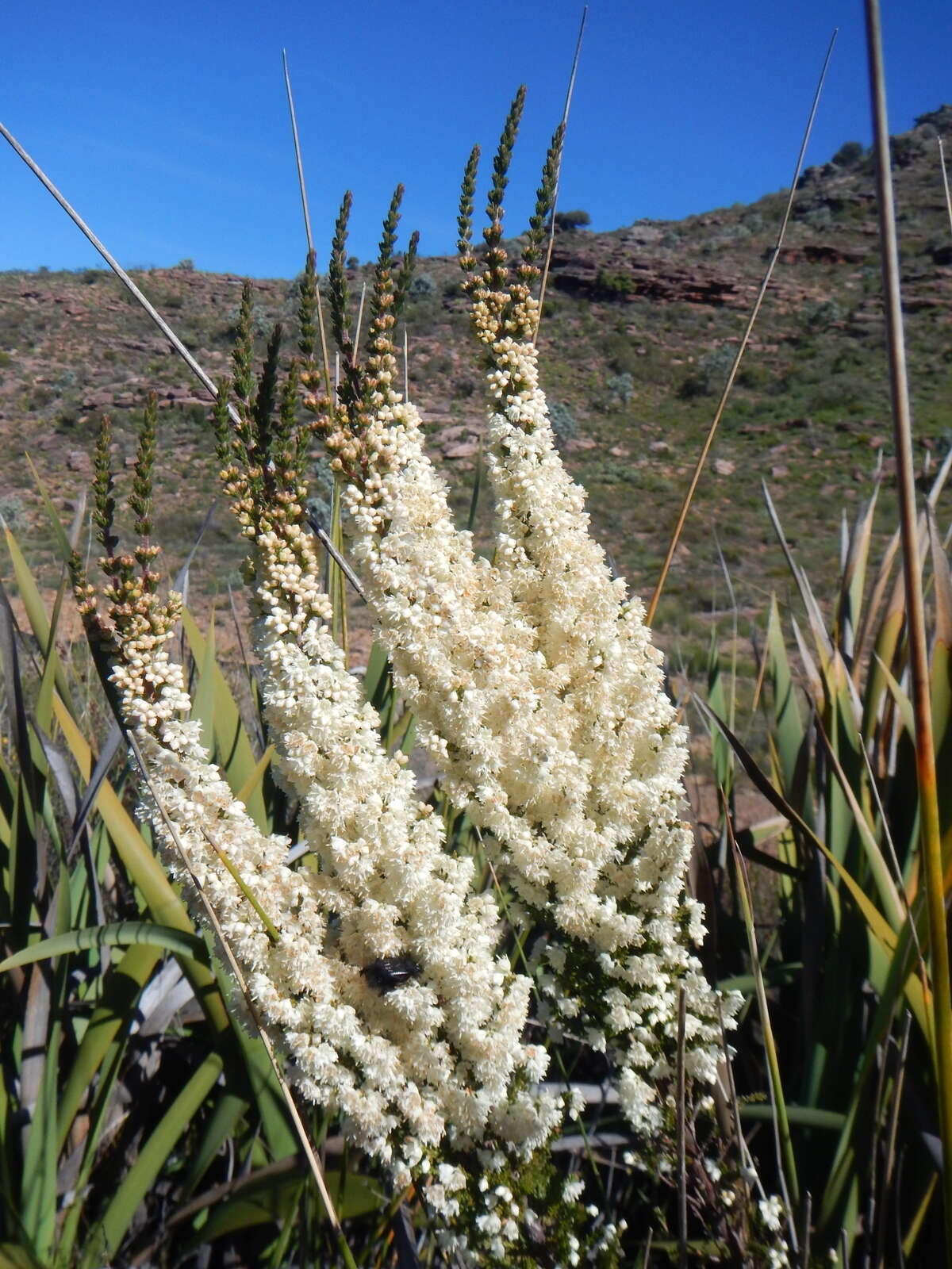 Image of Erica leucanthera L. fil.