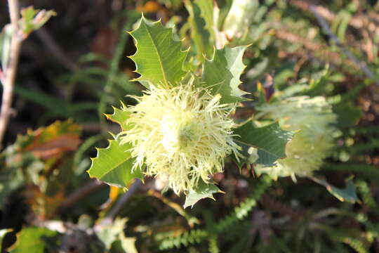 Image of Banksia obovata A. R. Mast & K. R. Thiele