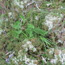 Image of Packera millefolia (T. & G.) W. A. Weber & Á. Löve