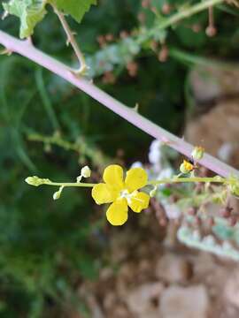 Image de Verbascum agrimoniifolium (C. Koch) Huber-Morath