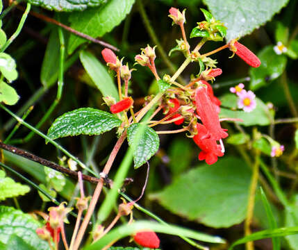 Heppiella ulmifolia (Kunth) Hanst.的圖片