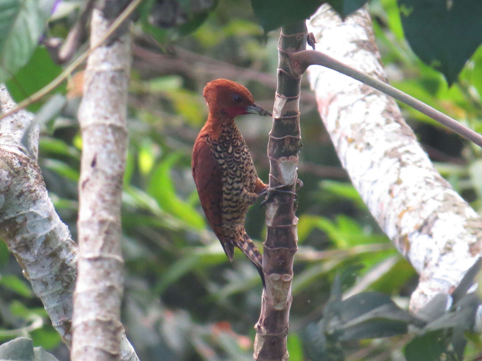 Image of Cinnamon Woodpecker