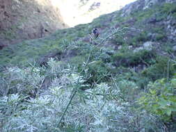 Image of Asparagus umbellatus subsp. umbellatus