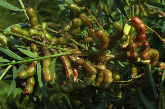 Imagem de Indigofera cryptantha Harv.