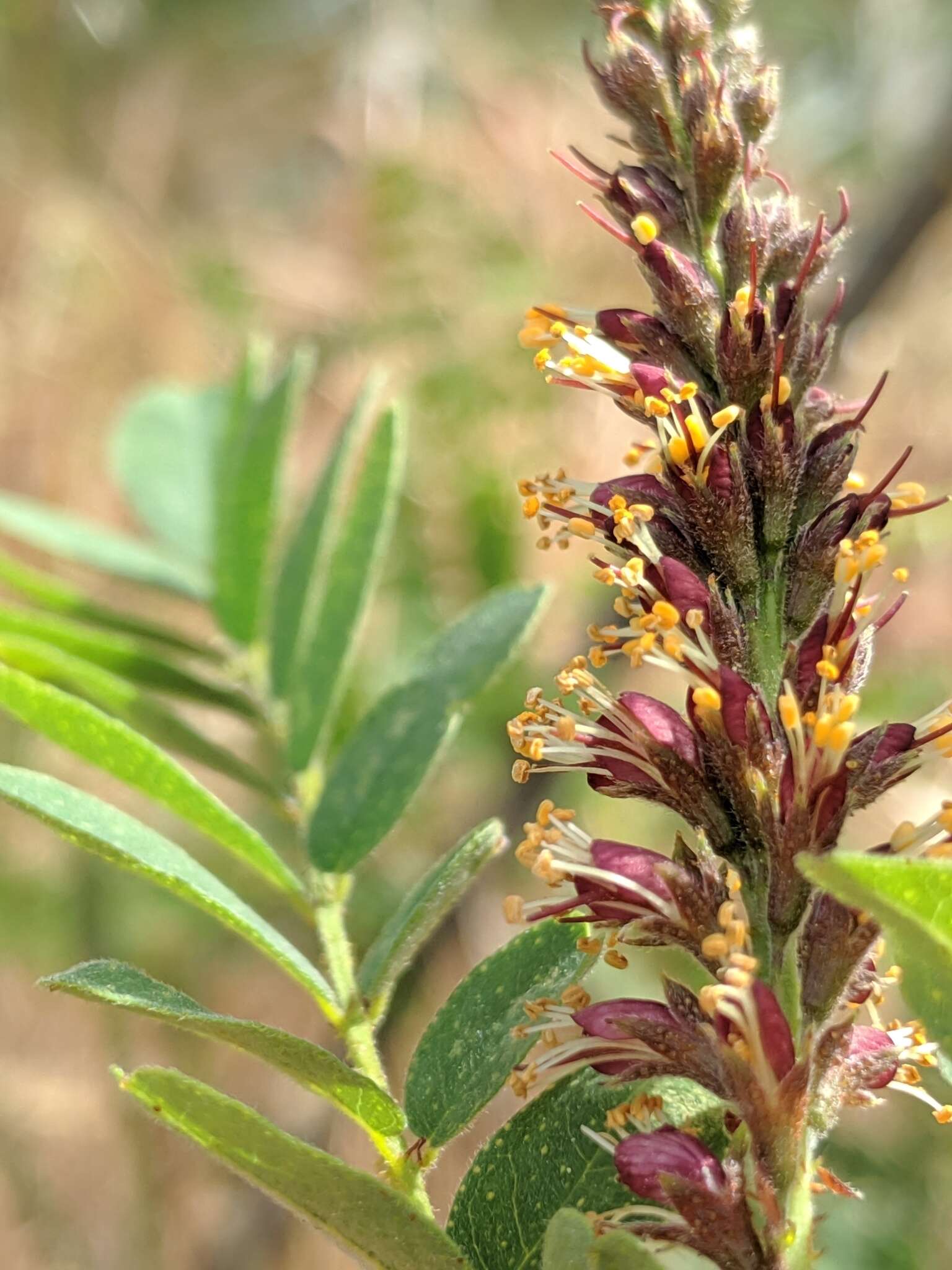 Image of California Indigobush