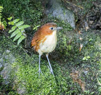 Image of White-bellied Antpitta