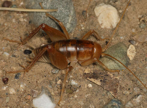 Imagem de Ceuthophilus (Hemiudeopsylla) californianus Scudder & S. H. 1862