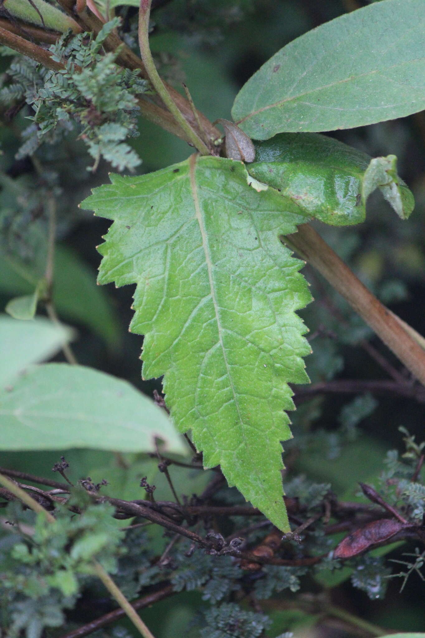 Image of Mentzelia hispida Willd.