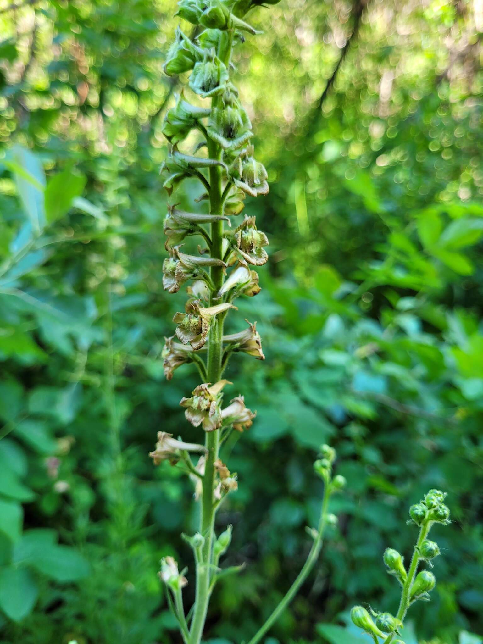 Image de Delphinium viridescens Leiberg