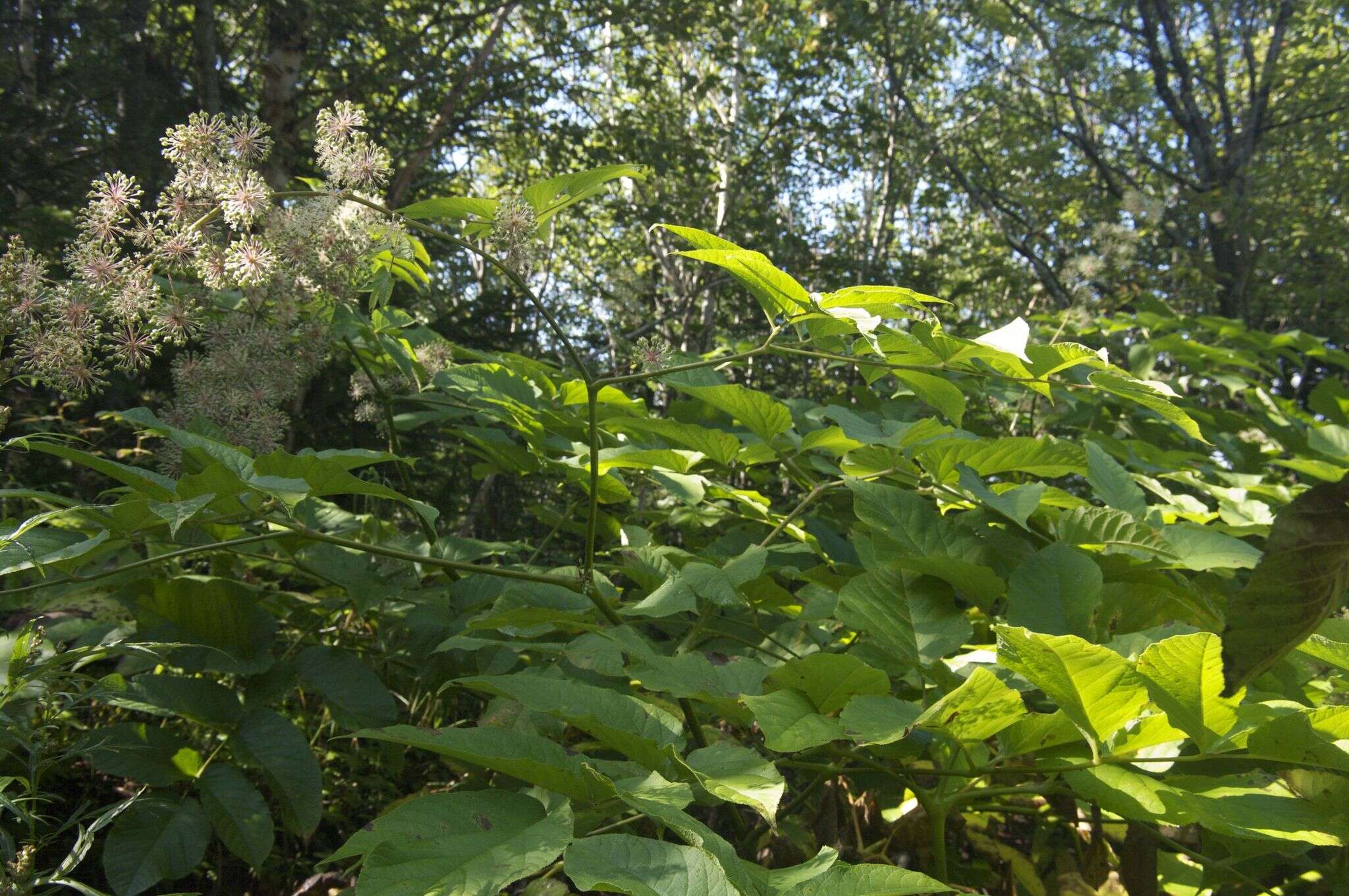 Image of Aralia cordata Thunb.