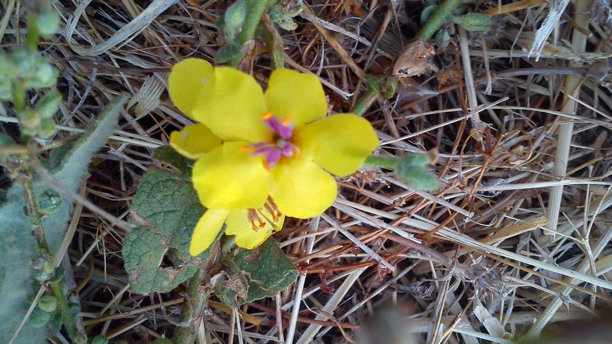 Image of wavyleaf mullein