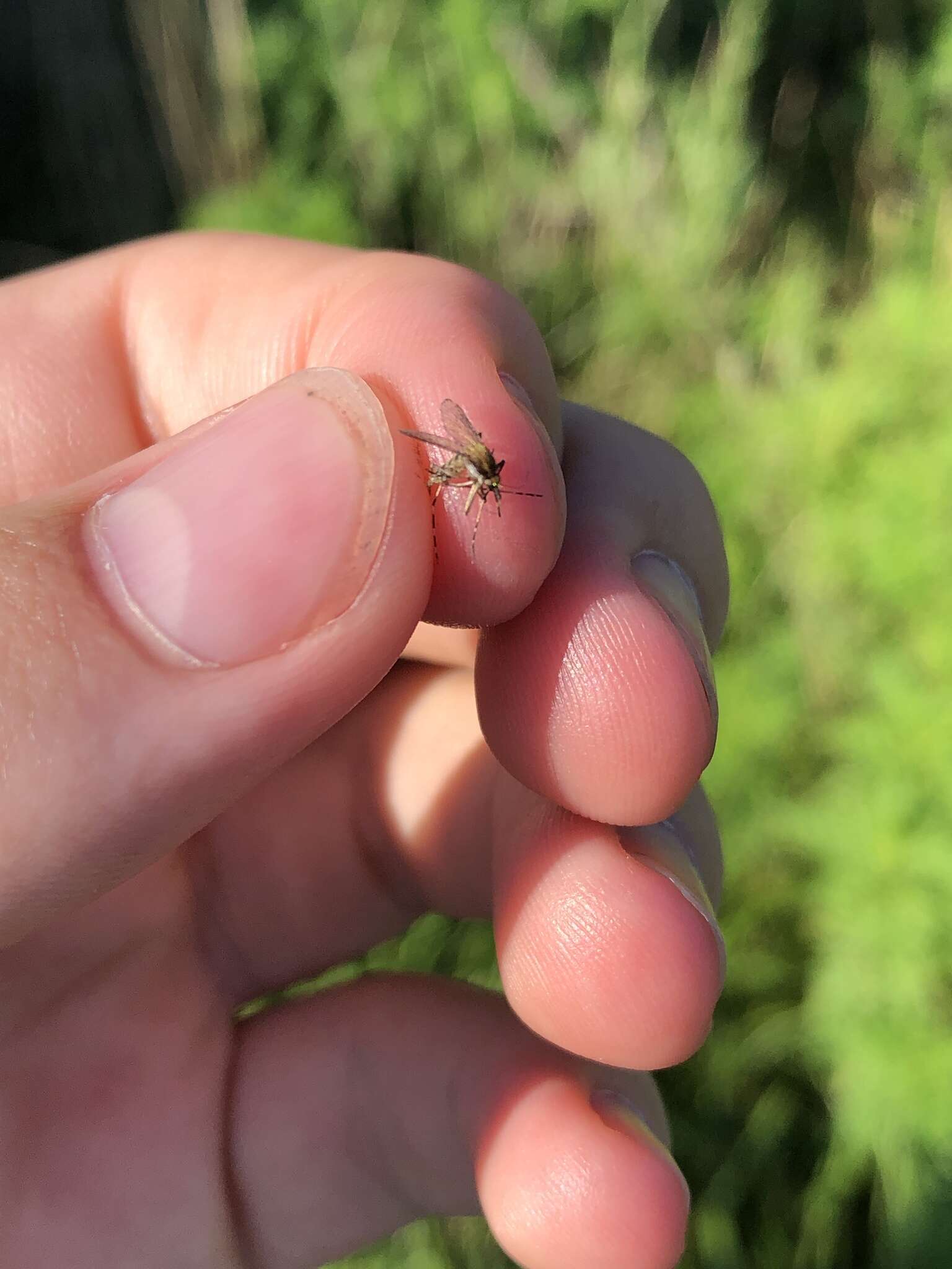 Image de Aedes sollicitans (Walker 1856)