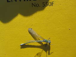 Image of Emerald Spreadwing