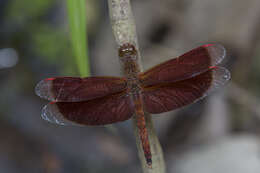 Image of Common Parasol