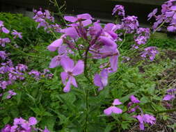 Image of Hesperis matronalis subsp. matronalis