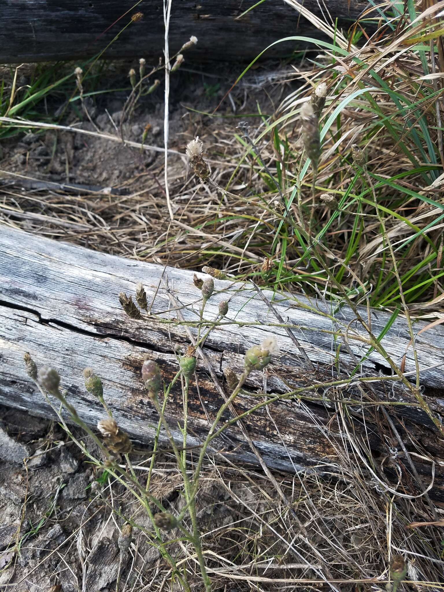 Image of branched blazing star