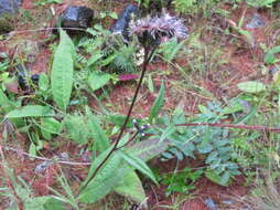 Image of Saussurea stubendorffii Herd.