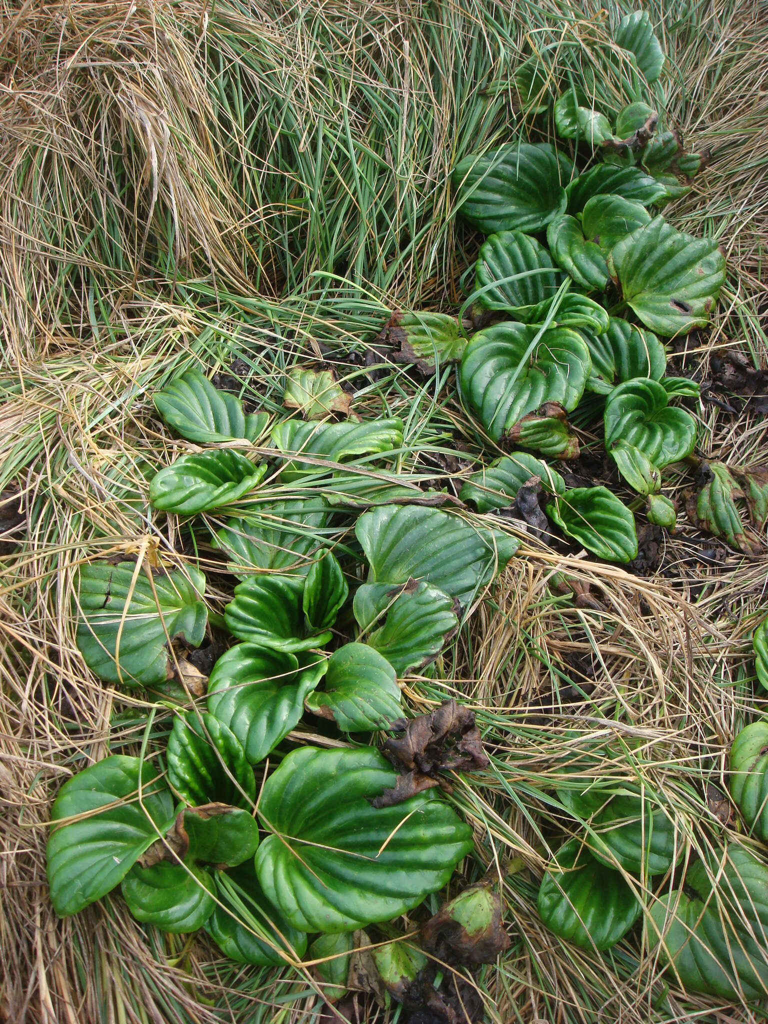 Image of giant forget-me-not