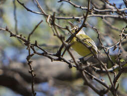 Image of Maracaibo Tody-Flycatcher