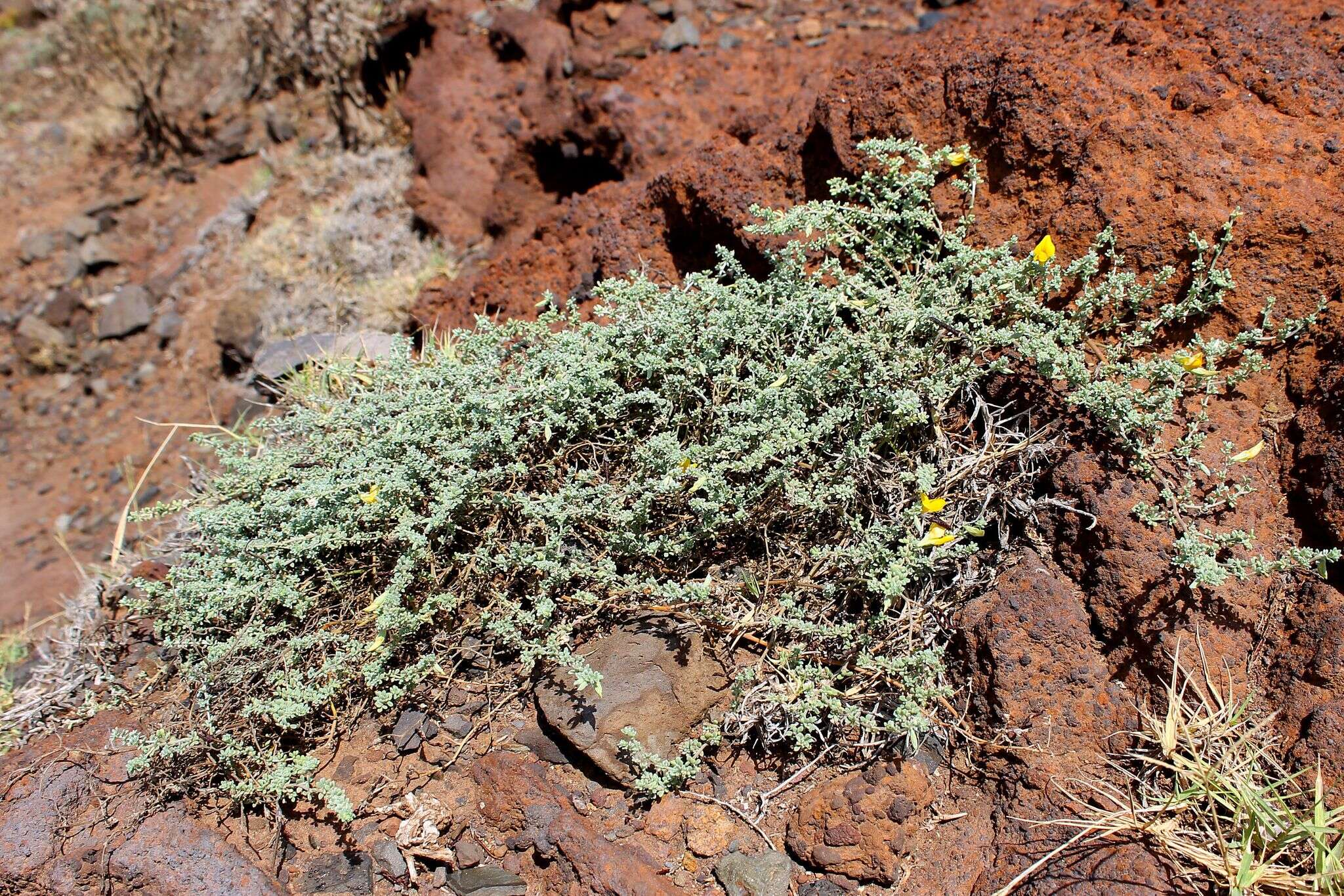 Image of Lotus glaucus Sol.