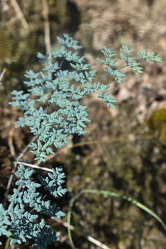 Imagem de Argyrochosma limitanea (Maxon) Windham