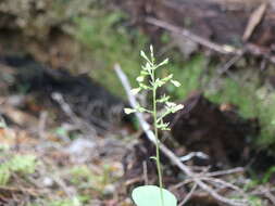 Neottia banksiana (Lindl.) Rchb. fil. resmi